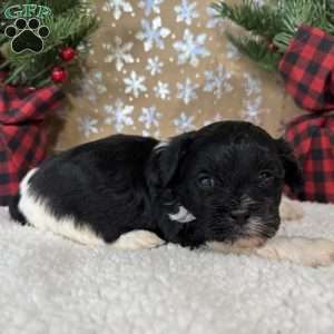 Oreo, Shih-Poo Puppy